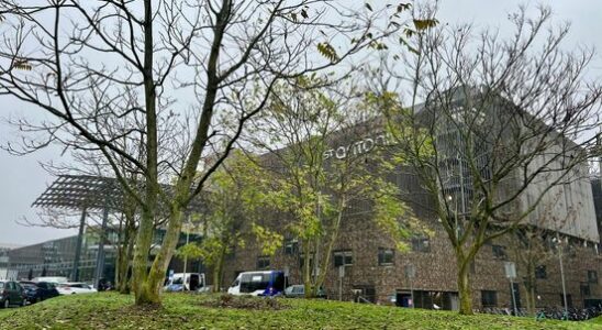 Felled trees for the St Antonius Hospital car park end