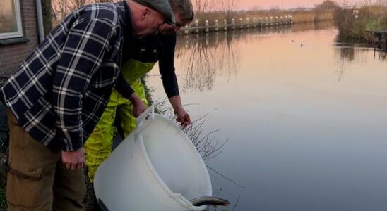 Fishermen in Vinkeveen help eels to sea They are in