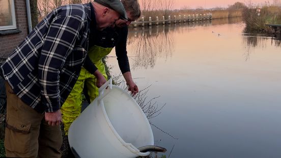 Fishermen in Vinkeveen help eels to sea They are in