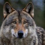 Five provinces block their own wolf plan Utrecht is not