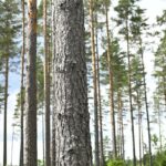 Forest investigators Shorten the process before felling