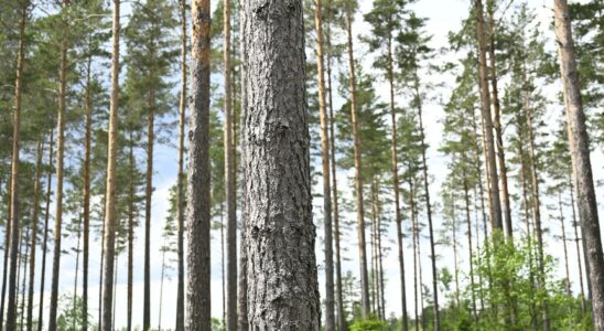 Forest investigators Shorten the process before felling