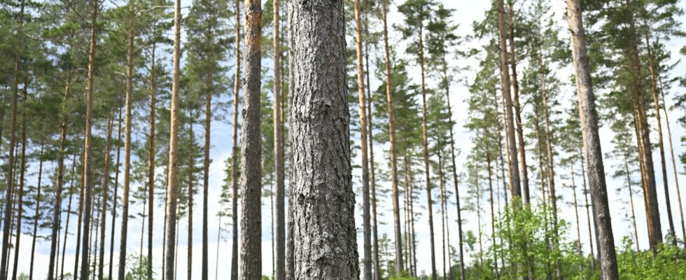 Forest investigators Shorten the process before felling