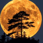 Full moon of December 15 what effects on your astrological