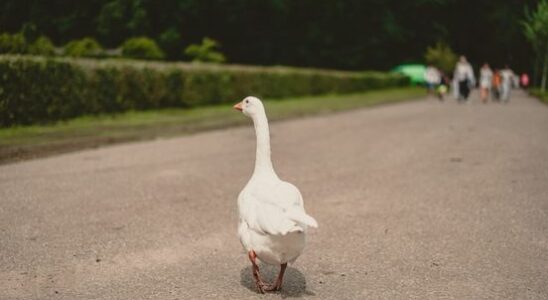 Good news for the geese in Park Transwijk in Utrecht