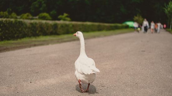 Good news for the geese in Park Transwijk in Utrecht