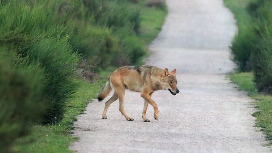 Human attacked or at least 2 dogs killed Then you