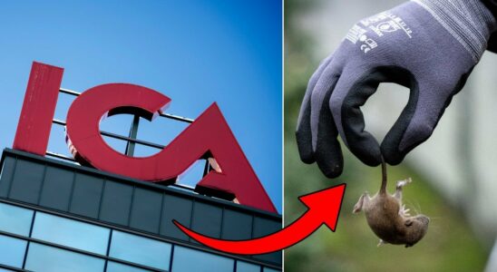 ICA stops popular product after alarm about rats