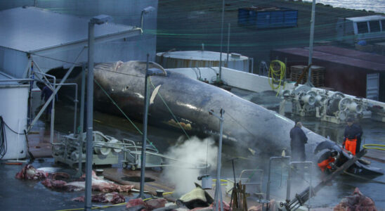 Iceland allows whaling until 2029