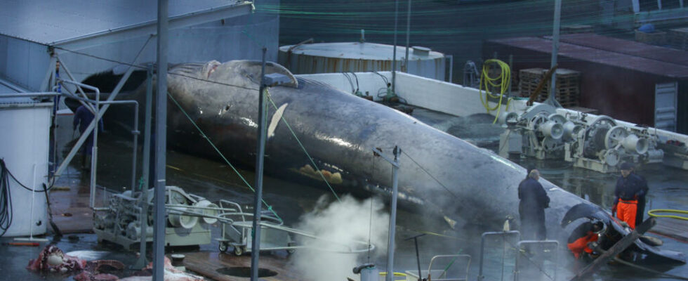 Iceland allows whaling until 2029