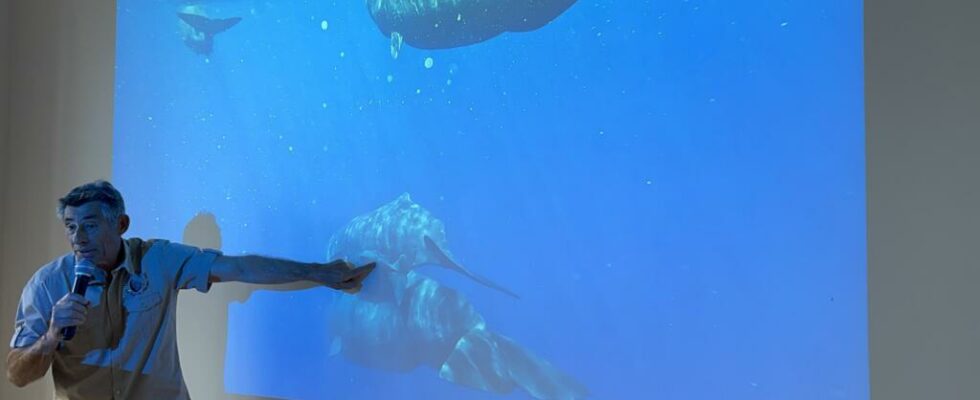 In Mauritius the genealogical secrets of sperm whales revealed by