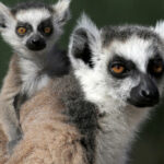 Madagascar repatriates more than 1000 lemurs and turtles rescued from