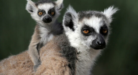 Madagascar repatriates more than 1000 lemurs and turtles rescued from