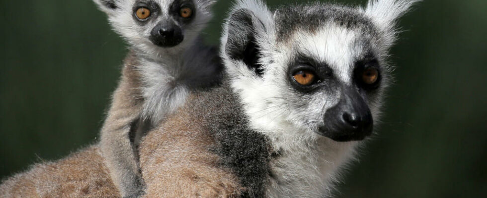 Madagascar repatriates more than 1000 lemurs and turtles rescued from