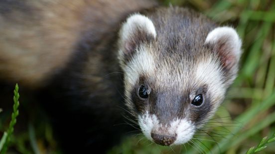 Polecat blocks construction of 126 homes in Amersfoort