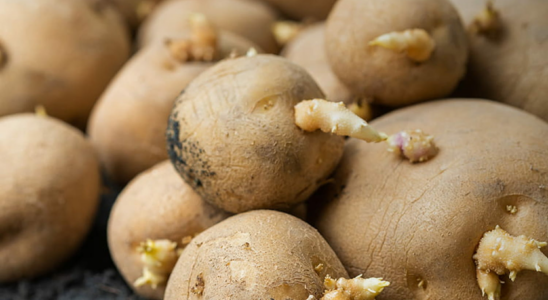 Potatoes with sprouts can you eat them or should you