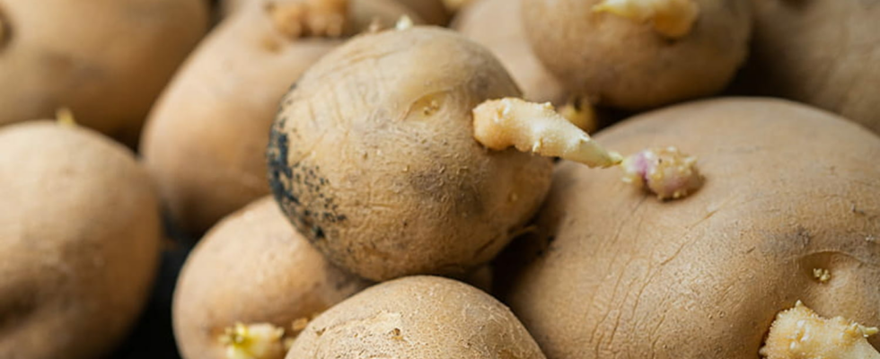 Potatoes with sprouts can you eat them or should you