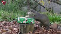 Residents of an Italian zoo got their Christmas presents