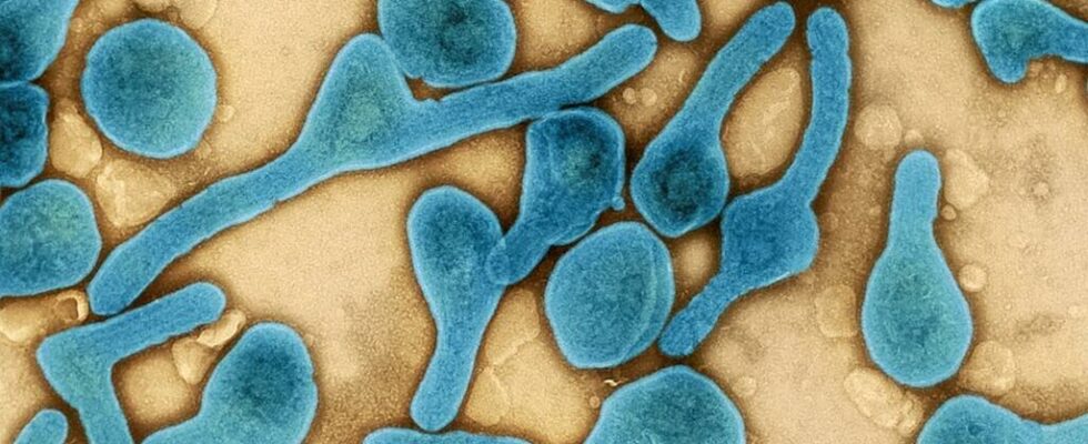 Rwanda declares end of Marburg virus outbreak