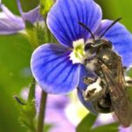 Scrabble worthy bee species discovered in Utrecht the speedwell dwarf wasp