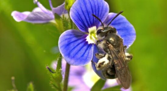 Scrabble worthy bee species discovered in Utrecht the speedwell dwarf wasp