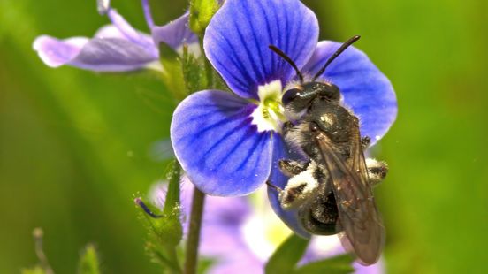 Scrabble worthy bee species discovered in Utrecht the speedwell dwarf wasp