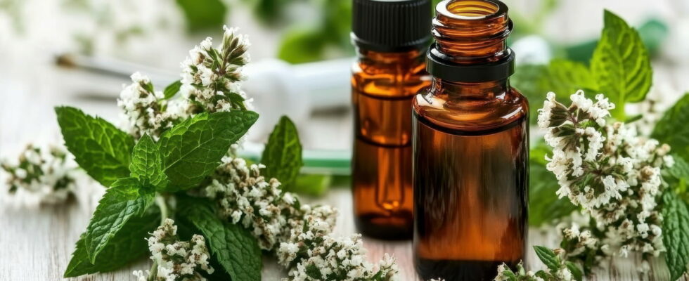 The best essential oil after a hearty meal it accelerates