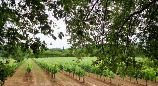 The red wines of Provence to invite to the holiday