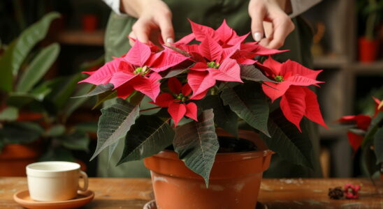 This Christmas flower will bloom 6 weeks longer than usual