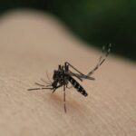 Tiger mosquito found in various places in the province tire