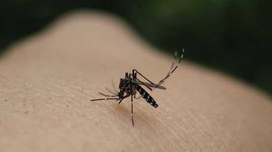 Tiger mosquito found in various places in the province tire