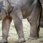 Visitors massively sympathize with the death of Yindi elephant I