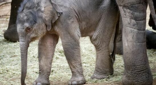 Visitors massively sympathize with the death of Yindi elephant I