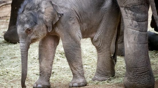 Visitors massively sympathize with the death of Yindi elephant I