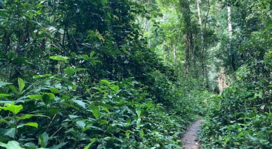 WWF identifies 742 new species in the Congo Basin