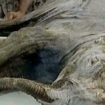 Well preserved mammoth tongue found in Siberia