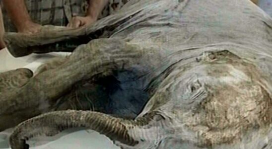 Well preserved mammoth tongue found in Siberia