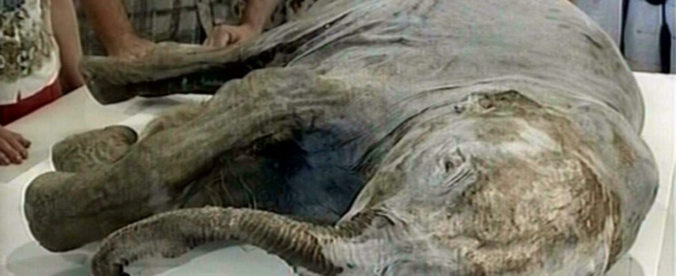 Well preserved mammoth tongue found in Siberia