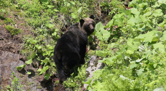 a bear neutralized after injuring a man in a supermarket