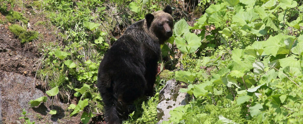 a bear neutralized after injuring a man in a supermarket