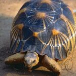 seizure of 800 star tortoises in the north of the