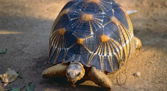 seizure of 800 star tortoises in the north of the