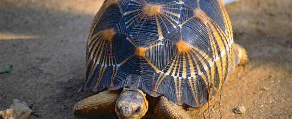 seizure of 800 star tortoises in the north of the