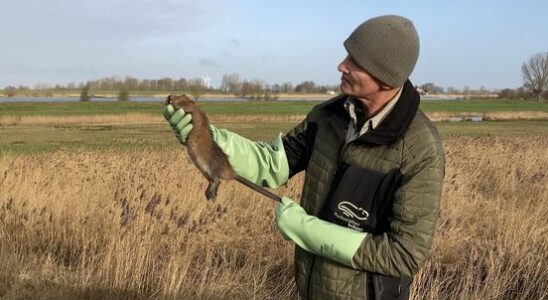 13000 muskrats captured but rat free is still a long way