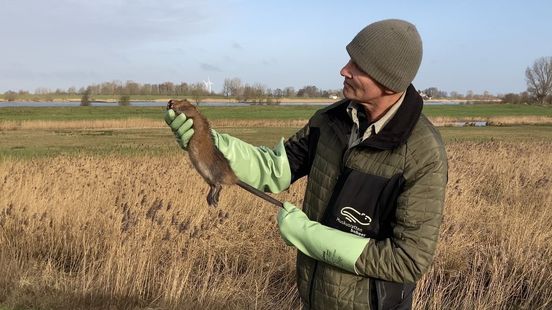 13000 muskrats captured but rat free is still a long way