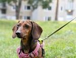 A Parisian cinema organized a screening for dogs News