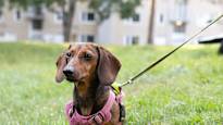 A Parisian cinema organized a screening for dogs News