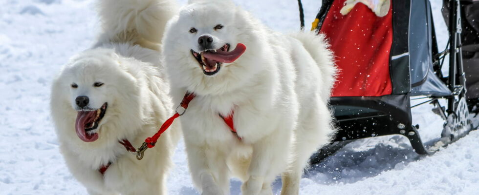 A sled dog ride this expression is wrong heres