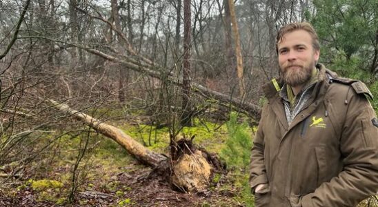 After the Valwind forest rangers left thousands of dead trees