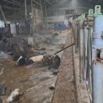 First 10 cows rescued from slurry cellar after stable floor